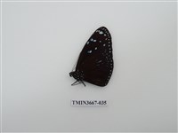 藏品(蛺蝶科(1))的圖片